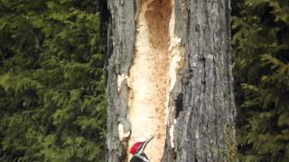 never give RED BULL to a Pileated woodpecker [upl. by Cychosz]