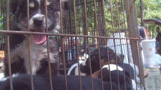 Flea Markets Exposed  Puppy Mill Dogs Being Sold [upl. by Eidok232]