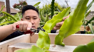 E4 How to Grow Dragon Fruit From Cutting to Fruit [upl. by Borrell263]