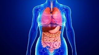 Human Physiology  Fluid Flow in the Gastrointestinal System [upl. by Ardeid]