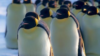 How Does Huddling Help Penguins Stay Warm  BBC Earth [upl. by Ailaro]