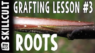 Grafting Series Lesson 3 Rootstocks amp Grafting Onto Trees [upl. by Okramed423]