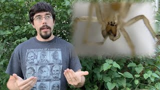 How Dangerous is the Yellow Sac Spider [upl. by Hiltan]