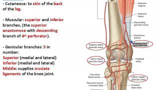 Popliteal Artery  Dr Ahmed Farid [upl. by Carlotta]