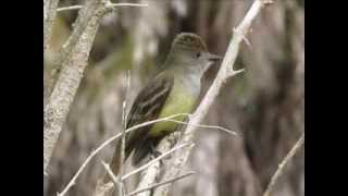 Great Crested Flycatcher Calling  Bird Sounds [upl. by Camala370]