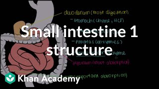 Small intestine 1 Structure  Gastrointestinal system physiology  NCLEXRN  Khan Academy [upl. by Aerdnaid]