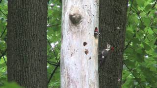 Pileated Woodpecker Nesting at Longwood Gardens [upl. by Chao711]