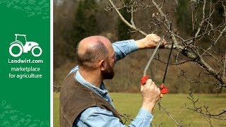 Obstbäume richtig schneiden  landwirtcom [upl. by Lotsirk]