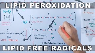 Mechanism of Lipid Peroxidation [upl. by Eedrahc296]