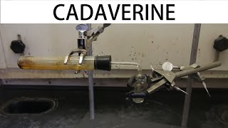 How to make cadaverine the smell of death [upl. by Sam757]