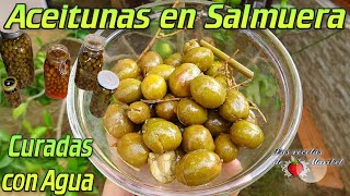 Aceitunas Curadas en Agua y Conservadas en Salmuera [upl. by Anchie]