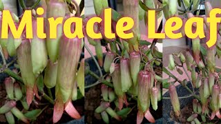 Miracle leaf plant with beautiful flowers kalanchoe pinnatalife plantBryophyllum pinnatum [upl. by Ettolrahs863]