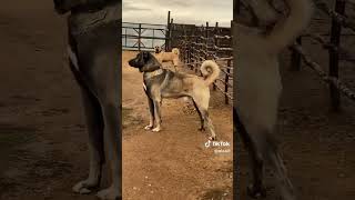 Kangal çoban köpeği [upl. by Aikam]