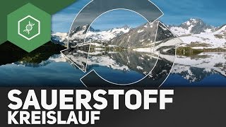 Sauerstoffkreislauf – Stoffkreisläufe 4 [upl. by Marelda]