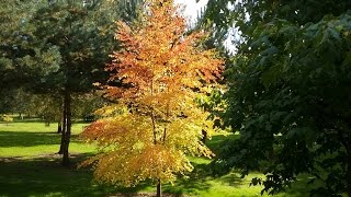 Cercidiphyllum japonicum Boyds Dwarf [upl. by Donna]