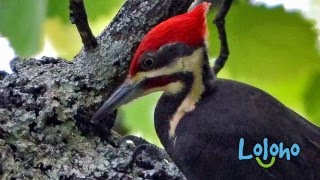 Pileated Woodpecker Calls and Drums  ONE HOUR LOOP [upl. by Nosinned]