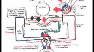 Hypertension Pathology  part 1 Definition Epidemiology Systolic Blood pressure [upl. by Aekerly]