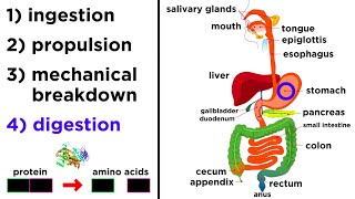 The Digestive System [upl. by Buxton63]