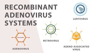 2 Cell Culture  Recombinant Adenovirus Expression System [upl. by Jewelle463]