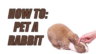 Guide to Rabbit Environments [upl. by Duma445]