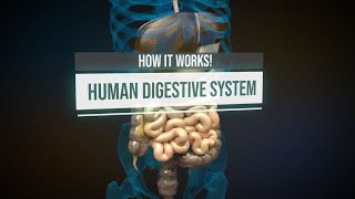 Human digestive system  How it works Animation [upl. by Ahtelrac849]