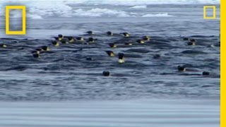 Penguins vs Leopard Seal  National Geographic [upl. by Nell]