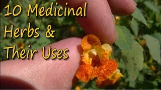 10 Medicinal Plants amp Their Uses [upl. by Ntsuj651]