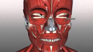 Muscles of Facial Expression  Anatomy Tutorial PART 1 [upl. by Sydalg]