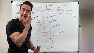 Overview of the Digestive System [upl. by Llenrod]