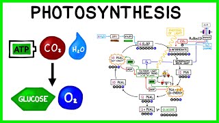 Photosynthesis The Light Reactions and The Calvin Cycle [upl. by Ordisy]