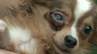 The Reality of Puppy Mills [upl. by Nanam]