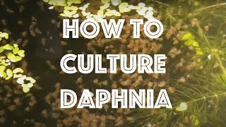 How To Culture Daphnia Magna [upl. by Ailerua]