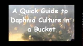 How to culture daphnia outside [upl. by Cheney]