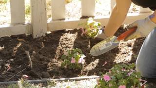 How to Space Impatiens in Planting  Garden Space [upl. by Nets415]