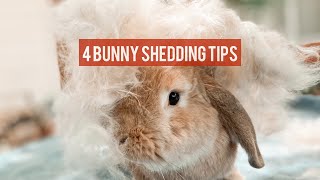 4 TIPS FOR BUNNY FUR SHEDDING  Pet Rabbit Care [upl. by Glaser]