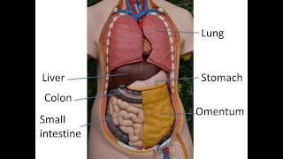 Gastrointestinal anatomy and physiology Part 1 [upl. by Ttesil]