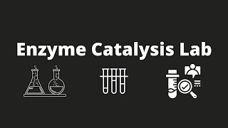 Biology  Lab 6 Enzyme Catalysis Video [upl. by Foy932]