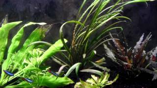 Cryptocoryne Spiralis [upl. by Darci]