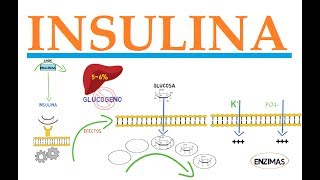 INSULINA [upl. by Scales]