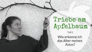 Die Triebe am Apfelbaum Teil 1 Wie erkenne ich das Alter meines Astes [upl. by Noned]