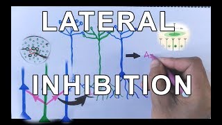 Concept of Lateral Inhibition  Neural Coding [upl. by Lomasi]