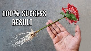 EASIEST Way to Grow Ixora Plants from Cuttings [upl. by Niven61]