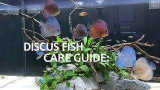 DISCUS FISH CARE GUIDE Habitat and Tank Requirements  Part 1 of 2 [upl. by Aihselef]