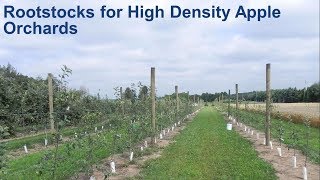 Rootstocks for High Density Apple Orchards [upl. by Eerb]