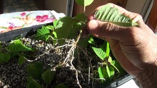 Propagating Poinsettias for the Holidays Part 2 [upl. by Benil818]