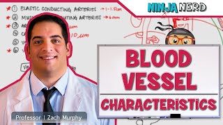 Cardiovascular  Blood Vessel Characteristics [upl. by Atwater]