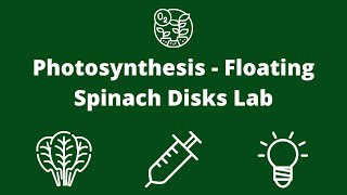 Lab 7 Photosynthesis Floating Spinach Disks Lab [upl. by Barboza]