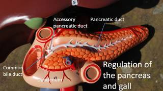 Gastrointestinal anatomy and physiology Part 3 [upl. by Ordnazil]