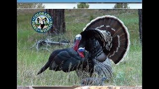 Turkey Hunting Colorado [upl. by Strage]