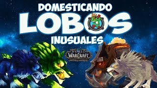 Domesticando LOBOS Inusuales  Cazador  World of Warcraft [upl. by Enelhtak783]